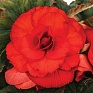 Бегония клубневая махровая (Begonia tuberhybrida) Бегония клубневая махровая (Begonia tuberhybrida)