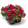 Бальзамин Уоллера ампельный (Impatiens walleriana) Бальзамин Уоллера ампельный (Impatiens walleriana)