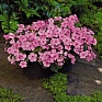 Бальзамин Уоллера (Impatiens walleriana) Бальзамин Уоллера (Impatiens walleriana)