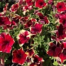 Петуния ампельная гибридная (Petunia x hybrida)