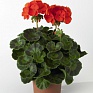 Герань (пеларгония садовая) (Pelargonium x hortorum)