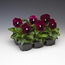 Виола Виттрока (Viola wittrockiana) Виола Виттрока (Viola wittrockiana)