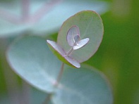 Эвкалипт Гунна (Silverdrop)
