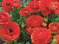 Лютик азиатский (Mache F1)