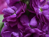 Левкой седой (Centum)