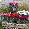 Цикламен персидский (Cyclamen persicum)
