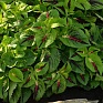 Колеус гибридный (Coleus х hybrida) Колеус гибридный (Coleus х hybrida)