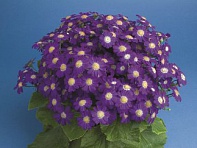 Цинерария гибридная (Venezia F1)