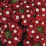 Вербена гибридная (Verbena hybrida)