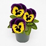 Виола виттрока (Viola wittrockiana) Виола виттрока (Viola wittrockiana)