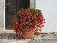 Бегония боливийская ампельная (Copaсabana F1)