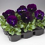 Виола Виттрока (Viola wittrockiana) Виола Виттрока (Viola wittrockiana)