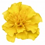 Бархатцы отклоненные (Tagetes patula) Бархатцы отклоненные (Tagetes patula)