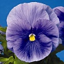 Виола Виттрока (Viola wittrockiana) Виола Виттрока (Viola wittrockiana)