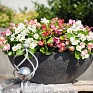Бегония вечноцветущая (зеленая листва) (Begonia semperflorens)