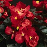 Бегония вечноцветущая (зеленая листва) (Begonia semperflorens)