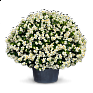 Бегония гибридная (зеленая листва) (Begonia x benariensis)