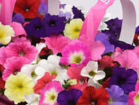 Петуния ампельная гибридная (E3 Easy Wave F1)