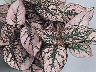 Гипоэстес листоколосниковый (Splash Select)