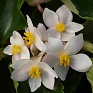 Бегония гибридная ампельная (зеленая листва) (Begonia hybrida)