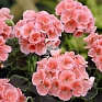 Герань (пеларгония садовая) (Pelargonium x hortorum)
