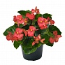 Бегония гибридная (зеленая листва) (Begonia benariensis) Бегония гибридная (зеленая листва) (Begonia benariensis)