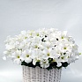 Петуния ампельная гибридная (Petunia x hybrida)