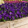 Петуния ампельная гибридная (Petunia х hybrida) Петуния ампельная гибридная (Petunia х hybrida)