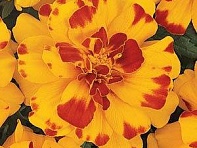 Бархатцы отклоненные (Durango) Бархатцы отклоненные (Durango)