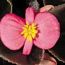 Бегония вечноцветущая (бронзовая листва) (Begonia semperflorens)