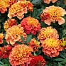 Бархатцы отклоненные (Tagetes patula) Бархатцы отклоненные (Tagetes patula)