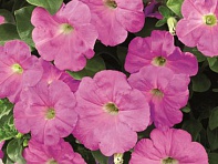 Петуния ампельная гибридная (Ramblin F1)