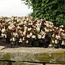 Бегония гибридная (бронзовая листва) (Begonia hybrida)