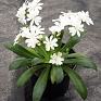 Левизия (Lewisia cotyledon)