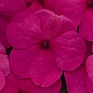 Бальзамин Уоллера (Impatiens walleriana) Бальзамин Уоллера (Impatiens walleriana)
