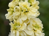 Левкой седой (Column)