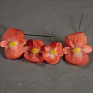 Бегония вечноцветущая (зеленая листва) (Begonia semperflorens)