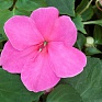 Бальзамин Уоллера ампельный (Impatiens walleriana)
