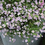 Бакопа (Сутера) сердцевидная (Sutera (Bacopa) cordata) Бакопа (Сутера) сердцевидная (Sutera (Bacopa) cordata)
