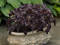 Базилик благородный (Purple Ruffles) Базилик благородный (Purple Ruffles)