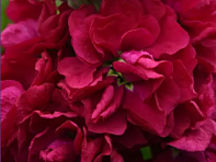 Левкой седой (Centum)