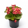 Бегония гибридная (зеленая листва) (Begonia hybrida) Бегония гибридная (зеленая листва) (Begonia hybrida)