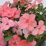Бальзамин Уоллера (Impatiens walleriana) Бальзамин Уоллера (Impatiens walleriana)