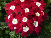 Вербена гибридная