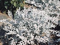 Цинерария приморская (Silverdust)