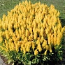 Целозия метельчатая (Celosia plumosa)