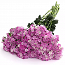 Гвоздика турецкая (Dianthus barbatus)