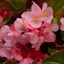 Бегония гибридная (бронзовая листва) (Begonia hybrida) Бегония гибридная (бронзовая листва) (Begonia hybrida)