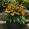 Эхинацея гибридная (Echinacea purpurea) Эхинацея гибридная (Echinacea purpurea)