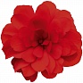 Бегония клубневая махровая ампельная (Begonia tuberhybrida) Бегония клубневая махровая ампельная (Begonia tuberhybrida)